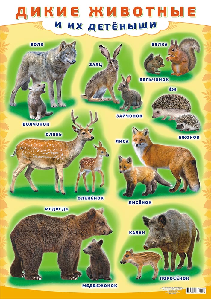 Предложение с названием животного. Плакат "Дикие животные". Дикие животные и их Детеныши. Диких животных для детей. Дикие животные для детей.