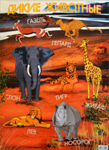 Постер А2 (лак) Африканские животные