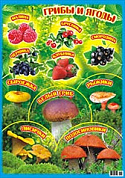 Постер А2 (лак) Грибы и ягоды