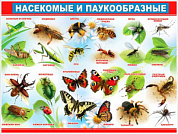 Плакат 595x450 Плакат "Насекомые и паукообразные"