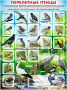 Плакат 595x450 Плакат "Перелетные птицы"