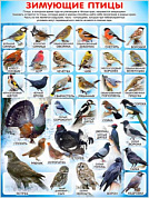 Плакат 595x450 Плакат "Зимующие птицы"