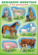Плакат А2 картон Домашние животные и их детеныши