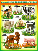 Плакат 595x450 Плакат "Домашние животные и их детеныши"
