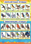 Плакат А2 картон Зимующие и перелетные птицы