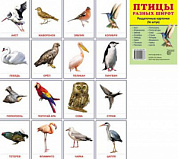 Карточки учебные 63х87мм (гл) Птицы разных широт