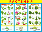Плакат 595x450 Плакат "Растения"