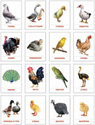 Карточки учебные 63х87мм (гл) Птицы домашние и декоративные
