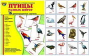 Карточки учебные 173х220мм (гл) Птицы разных широт