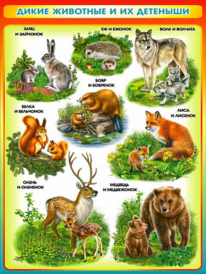 Плакат 595x450 Плакат "Дикие животные и их детеныши"