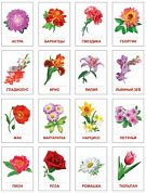Карточки учебные 63х87мм (гл) Цветы садовые